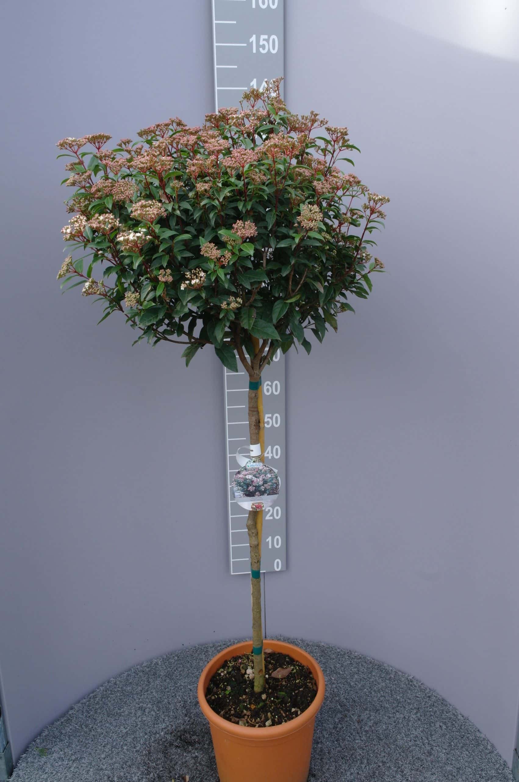 Viburnum Tinus Spirit Op Stam Tuinplantenonline Nl