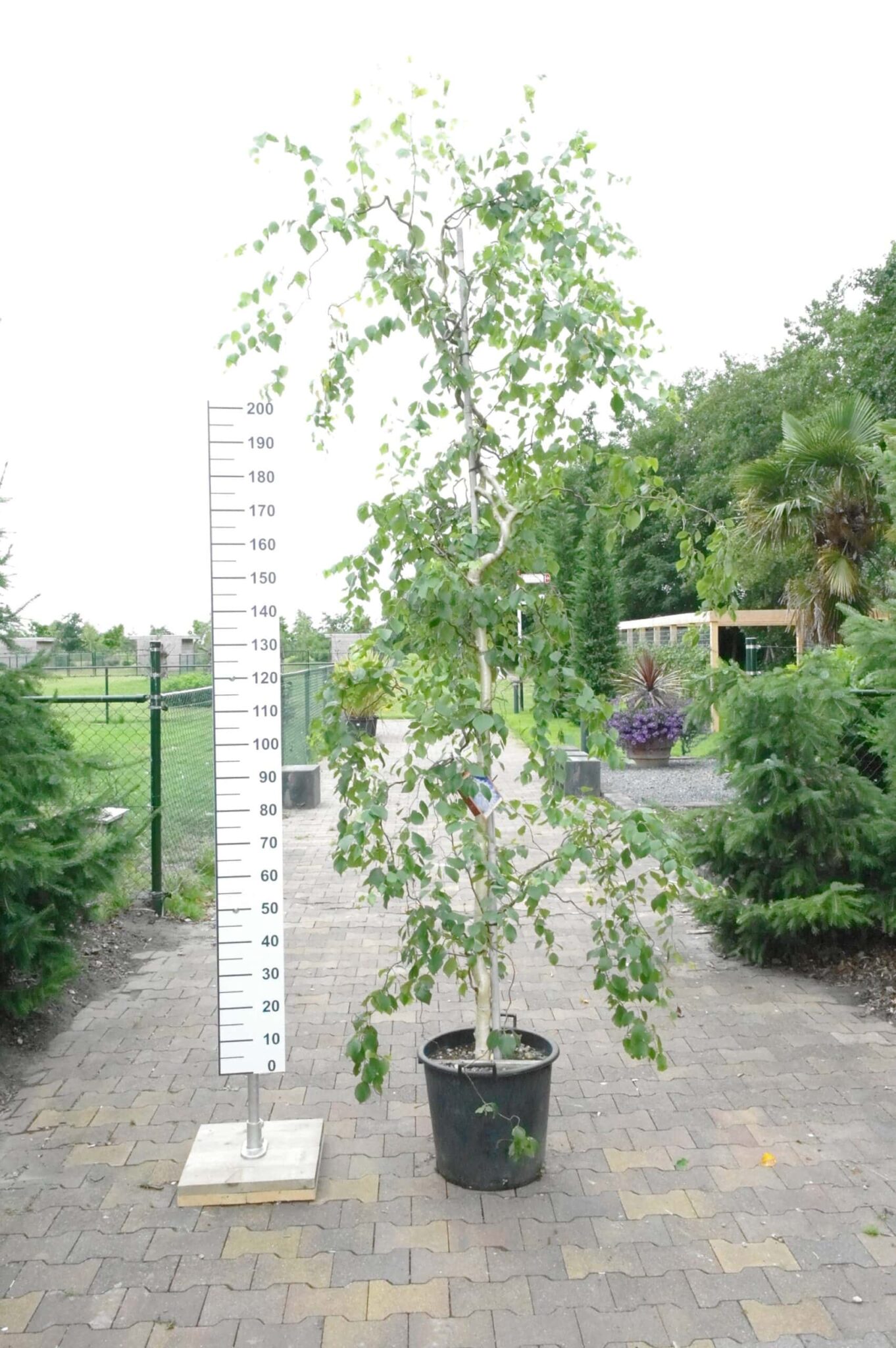 Betula Pendula Spider Alley Kopen Tuinplantenonline Nl