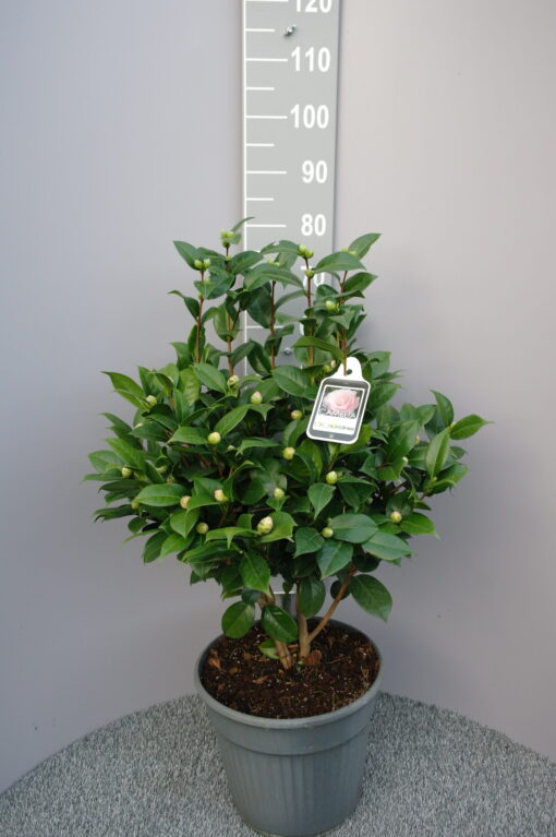 Camellia Japonica Nuccio S Cameo Kopen Tuinplantenonline