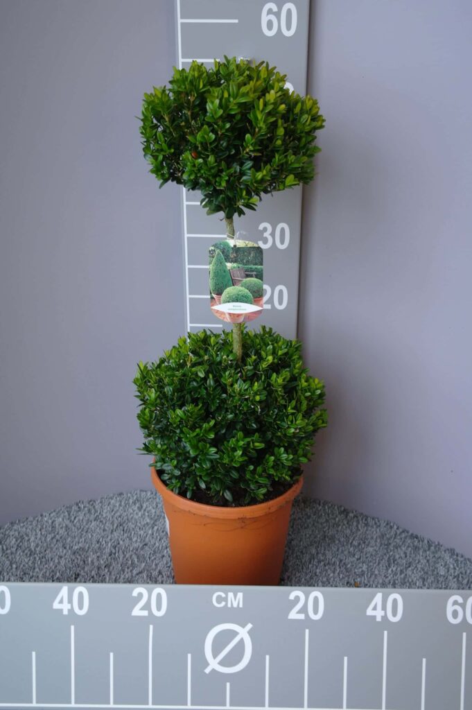 Buxus Bol Op Stam Tuinplantenonline Nl