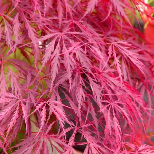 Grote Acer Palmatum ‘Inaba-Shidare’ blad