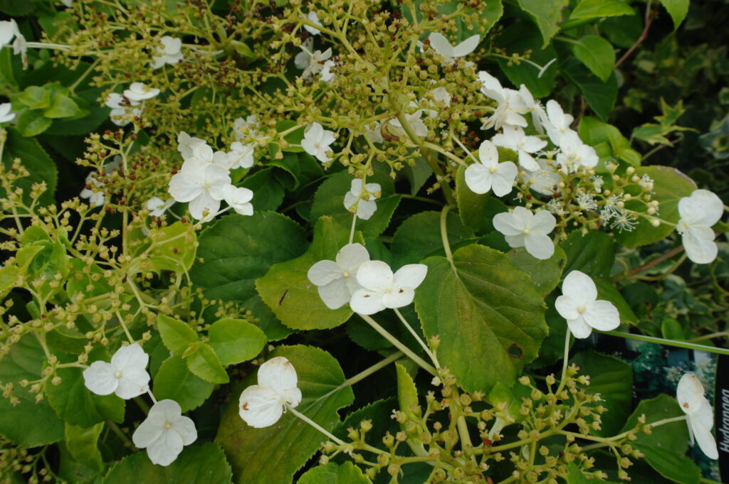 Hydrangea Petiolaris klimhortensia