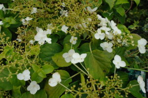 Hydrangea Petiolaris klimhortensia