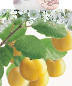 Prunus dom. 'Reine Claude d'oullins' leiboom
