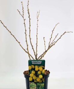 Ribes uva-crispa Easycrisp 'Spinefree' - kruisbes