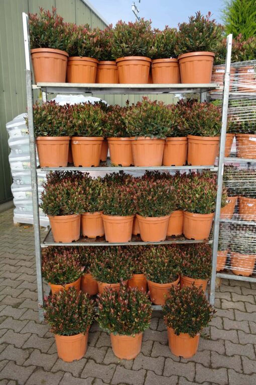 Photinia Fraseri 'Little Chico'