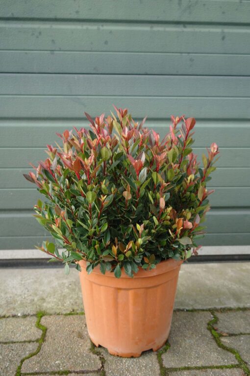 Photinia Fraseri 'Little Chico'