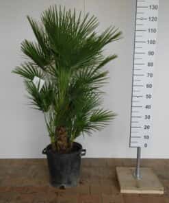 Palmboom Chamaerops Humilis 100-120 cm extra zware kwaliteit