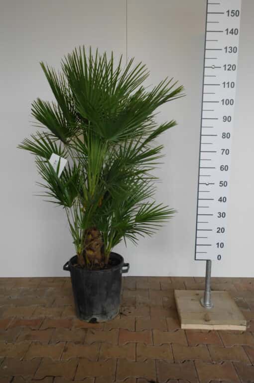 Palmboom Chamaerops Humilis 100-120 cm extra zware kwaliteit