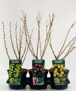 Ribes uva-crispa Easycrisp 'Spinefree' - kruisbes
