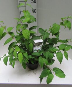 Viburnum Plicatum 'Kilimanjaro'®