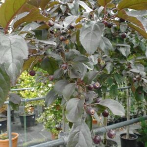 Malus Toringo