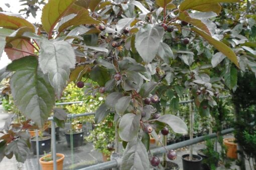Malus Toringo
