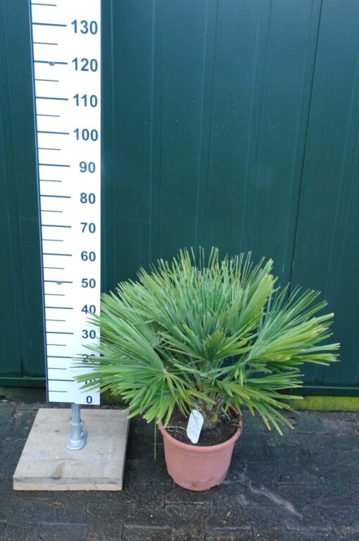 Palmboom Chamaerops Humilis (stam 10 cm)