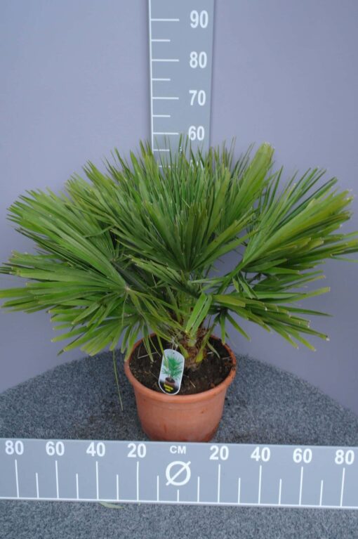 Palmboom Chamaerops Humilis (stam 10 cm)