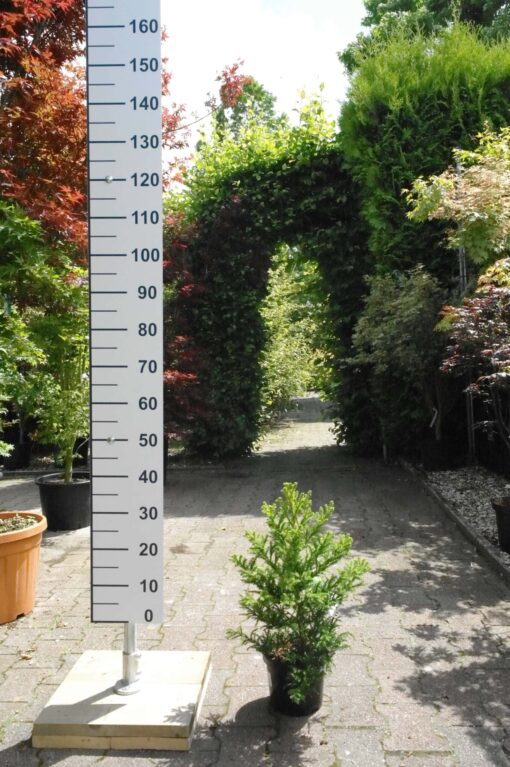 Cryptomeria Jap. Jindai