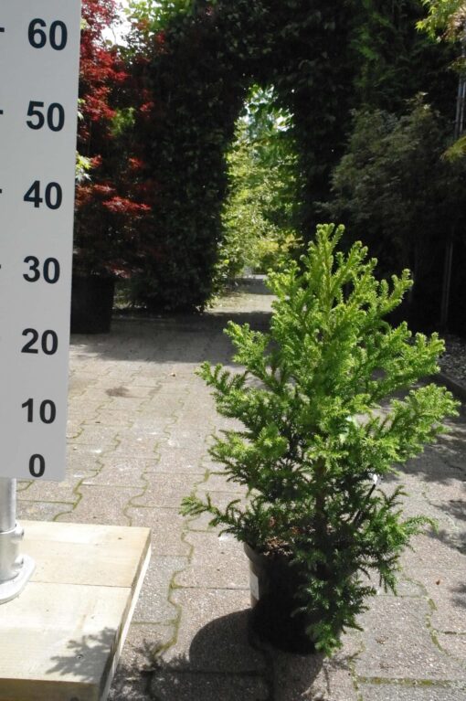 Cryptomeria Jap. Jindai