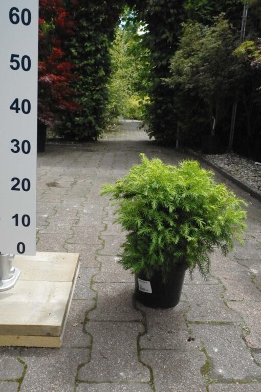 Cryptomeria Jap. Monstrosa Nana