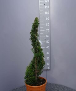 Cupressocyparis Leylandii cwg spiraal
