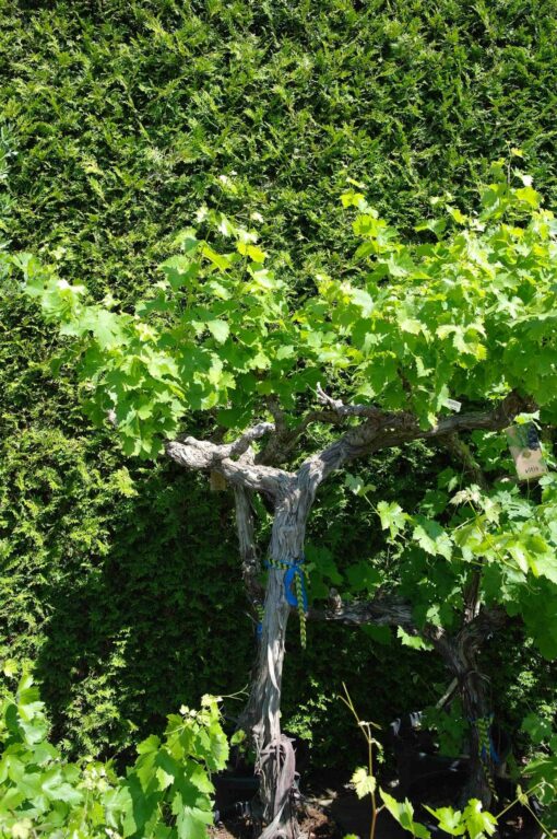 Vitis Vinifera - druivenrank