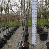 Juglans Regia - walnoot