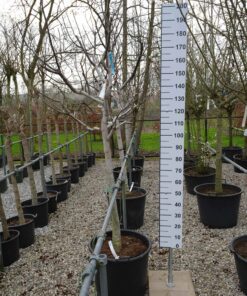 Juglans Regia - walnoot