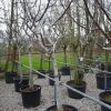Juglans Regia - walnoot