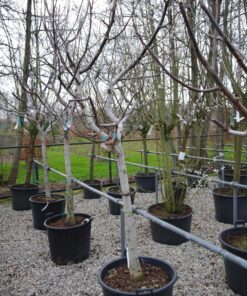 Juglans Regia - walnoot