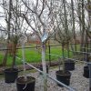 Juglans Regia - walnoot