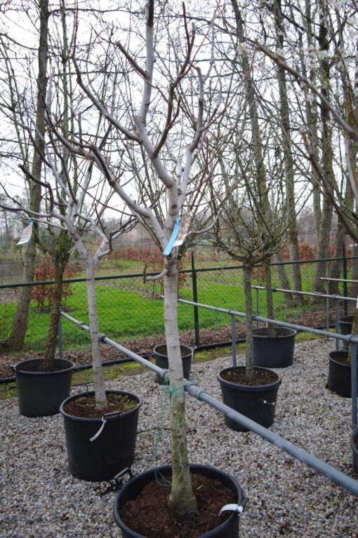 Juglans Regia - walnoot