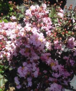 Lagerstroemia Indica Rhapsody in Pink