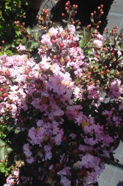 Lagerstroemia Indica Rhapsody in Pink