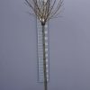 Liquidambar Styraciflua Gumball halfstam