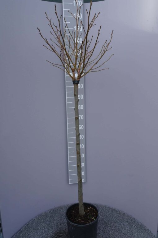 Liquidambar Styraciflua Gumball halfstam