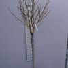 Liquidambar Styraciflua Gumball halfstam