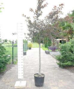 Malus Toringo