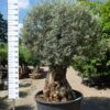 Olijfboom Olea Europea bonsai extra 120-140 cm