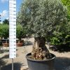 Olijfboom Olea Europea bonsai extra 120-140 cm
