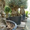 Olijfboom Olea Europea bonsai extra 120-140 cm