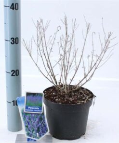 Perovskia Atriplicifolia Lacey Blue ('LissLitt'PBR)
