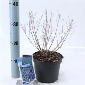 Perovskia Atriplicifolia Lacey Blue ('LissLitt'PBR)