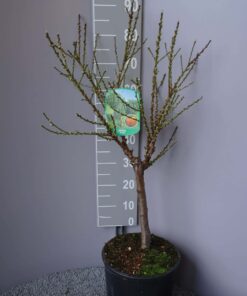 Pesco 'Nano' Prunus Persica - perzik