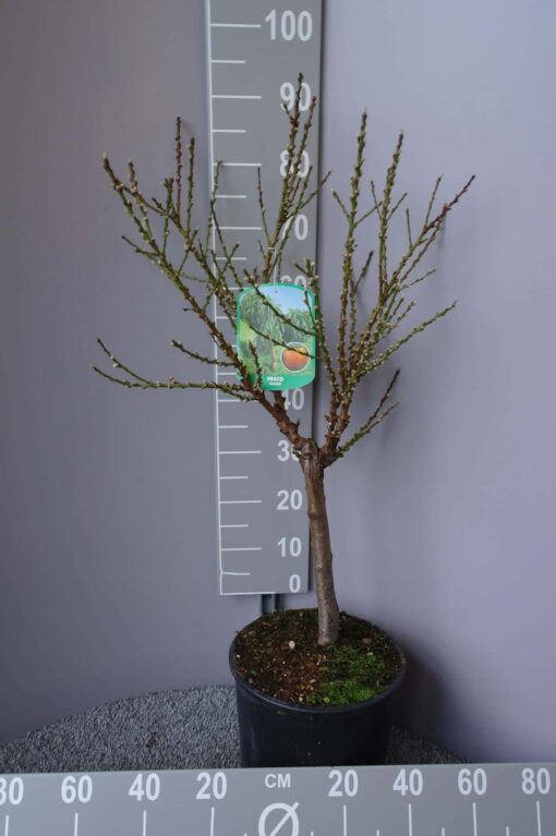 Pesco 'Nano' Prunus Persica - perzik