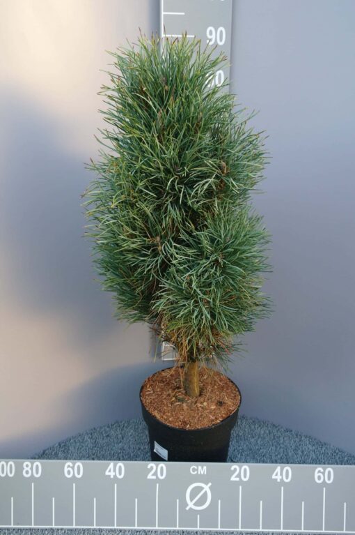 Pinus Sylvestris Fastigiata