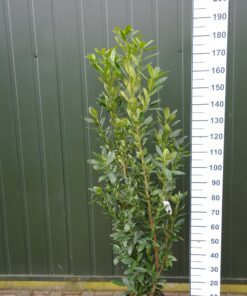 Prunus laurocerasus 'Green Torch'