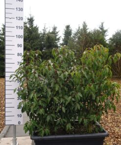 Prunus Lusitanica Angustifolia in bak - terrasafscheiding
