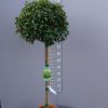 Prunus Lusitanica Brenelia op stam