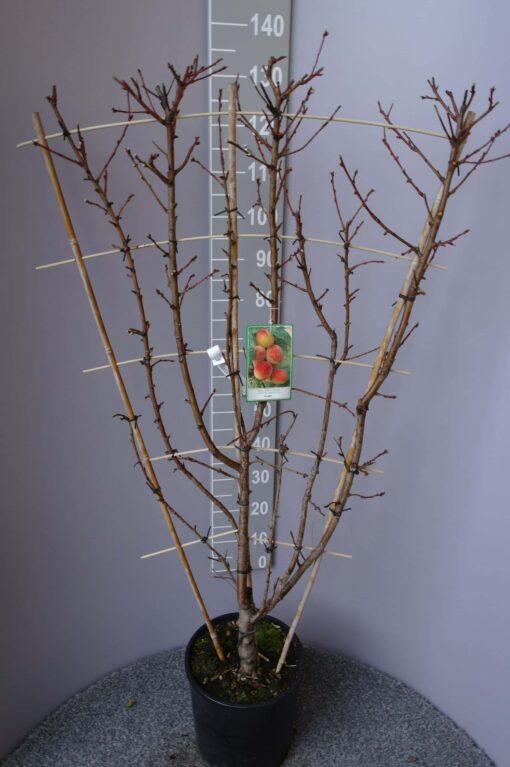 Prunus Persica Fayette - perzik op rek