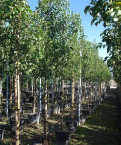 Pyrus Calleryana 'Chanticleer'