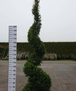 Cupressocyparis Leylandii 'Castlewellan Gold' spiraal